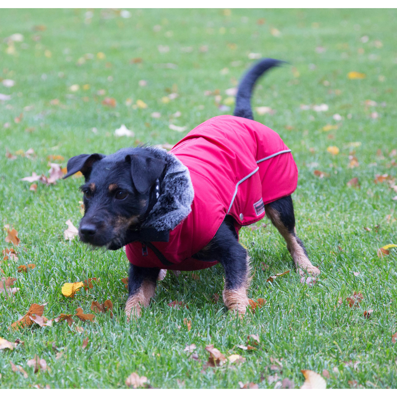 Wolters Winterjacke für Hunde Amundsen Bild 6