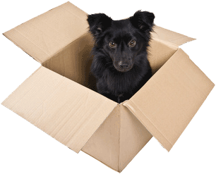 Hund Im Paket