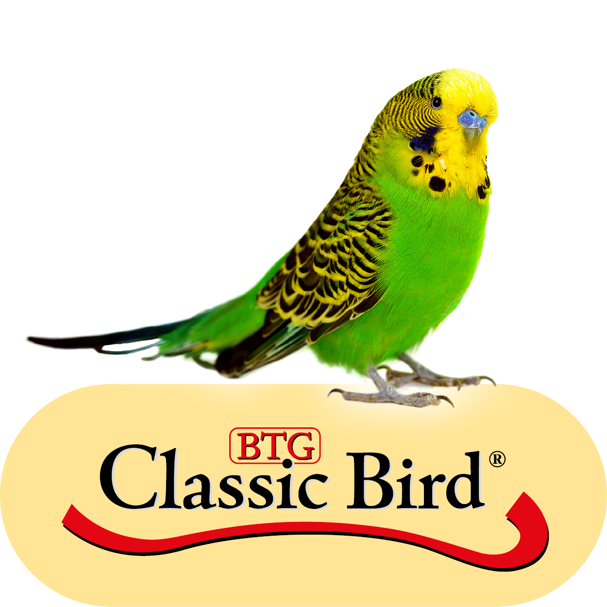 Classic Bird