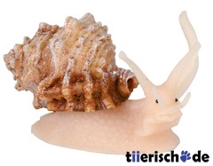 Schnecke Deko fürs Aquarium