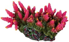 Aquarium Koralle pink