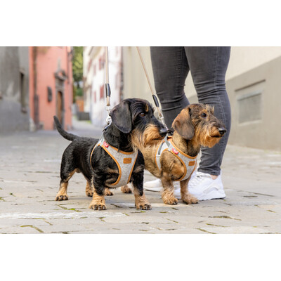 Curli Clasp Vest Harness Alpine – Dein Hundeglück