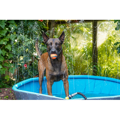 Flamingo Hundepool mit Sprinkle Rand : Dein Sommerspaß 💦