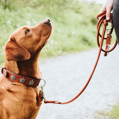 Hunter Halsband München für Hunde