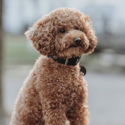Hunter Leder Hundehalsband Mombasa