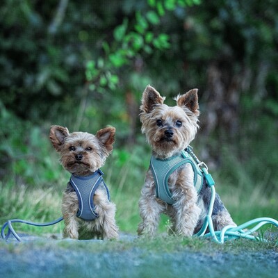 Max & Molly Matrix 2.0: Stylisches Air Vest Hundegeschirr für Deinen Liebling