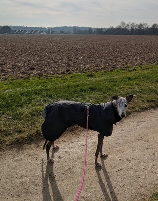 Impressionen zu PAIKKA Hochreflektierender Hundewintermantel, Bild 3
