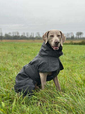 Impressionen zu PAIKKA Hochreflektierender Hundewintermantel, Bild 4