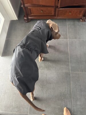 Impressionen zu PAIKKA Visibility Hunderegenmantel Lite, Bild 14