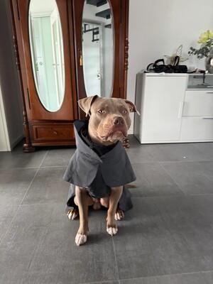 Impressionen zu PAIKKA Visibility Hunderegenmantel Lite, Bild 15