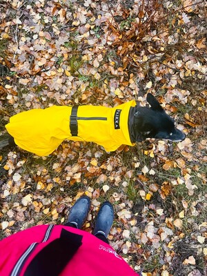 Impressionen zu PAIKKA Visibility Hunderegenmantel Lite, Bild 2