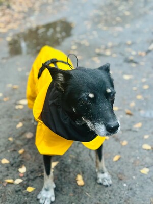 Impressionen zu PAIKKA Visibility Hunderegenmantel Lite, Bild 3