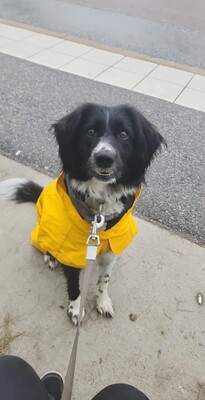 Impressionen zu PAIKKA Visibility Hunderegenmantel Lite, Bild 4