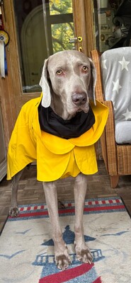 Impressionen zu PAIKKA Visibility Hunderegenmantel Lite, Bild 5