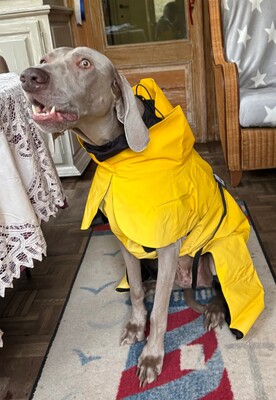 Impressionen zu PAIKKA Visibility Hunderegenmantel Lite, Bild 6