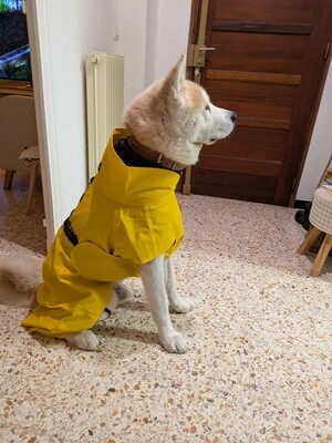 Impressionen zu PAIKKA Visibility Hunderegenmantel Lite, Bild 7