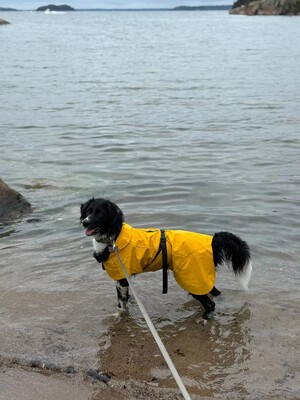 Impressionen zu PAIKKA Visibility Hunderegenmantel Lite, Bild 8