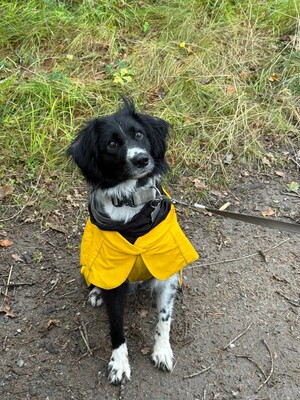 Impressionen zu PAIKKA Visibility Hunderegenmantel Lite, Bild 9