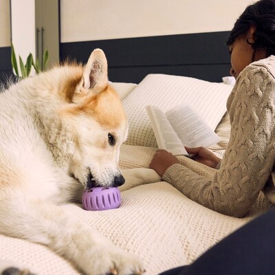 WOOF Pupsicle Lavendel: Kühlender Schleckspaß für deinen Hund 🐶