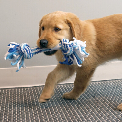 KONG Rope Ring Puppy für Welpen