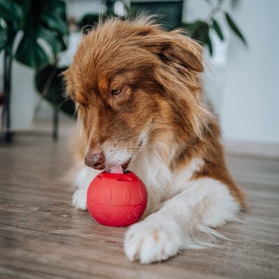 SmoothieDog Schleckball inkl. Eisform zum Einfrieren