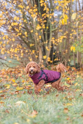 Impressionen zu TRIXIE Geschirr-Wintermantel für Hunde Pirou, Bild 1