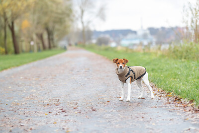 Impressionen zu TRIXIE Geschirr-Wintermantel für Hunde Pirou, Bild 3