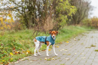 Impressionen zu TRIXIE Hunde Regenmantel Vimy mit Bauchschutz, Bild 1