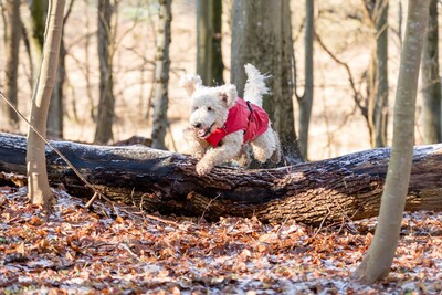 Impressionen zu TRIXIE Hunde Regenmantel Vimy mit Bauchschutz, Bild 5