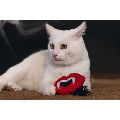 Beeztees 2025 Halloween Dracula für Katzen