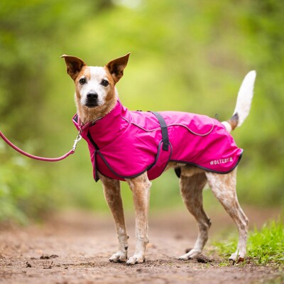 Impressionen zu Wolters Cape Drizzle Ganzjahresmantel für Hunde, Bild 1