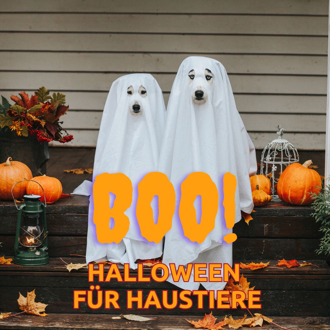 Halloween für Haustiere