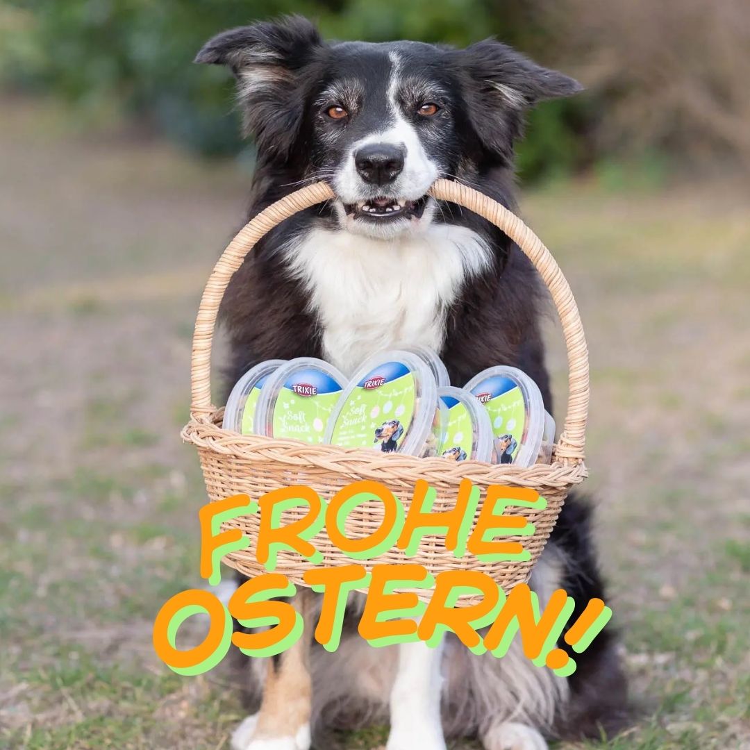 Ostern für Haustiere