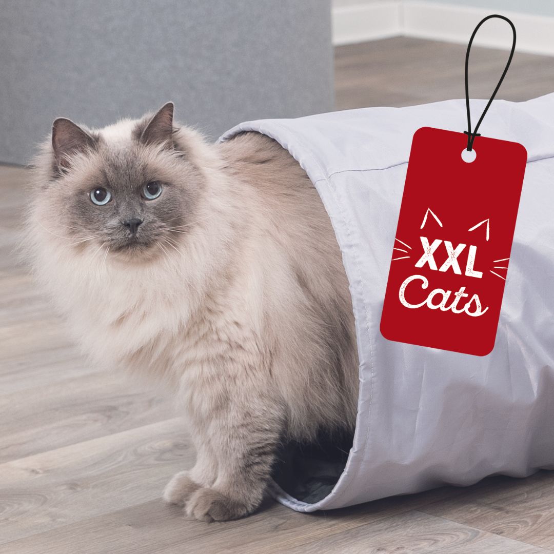 Zubehör für große Katzen