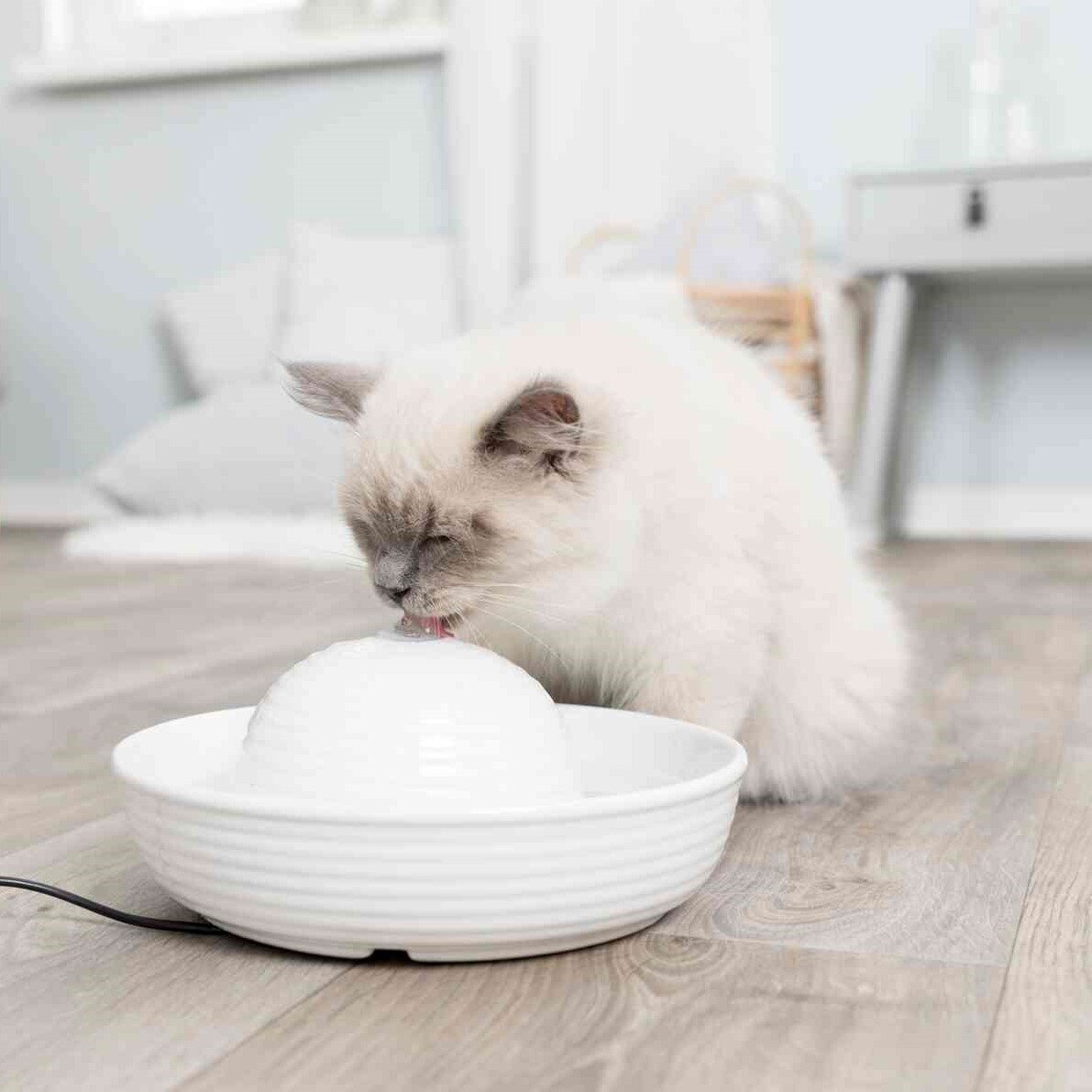 Trinkbrunnen für Katzen