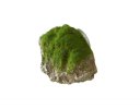 Aqua Della Moss Stone Stein mit Moos XS ca.9x6x6,5cm