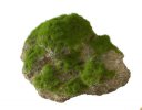 Aqua Della Moss Stone Stein mit Moos M ca.16x11x11cm
