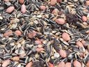 Classic Bird Wildvogelfutter ohne Hirse 2,5 kg