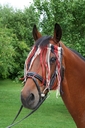 Covalliero Fliegen Fransenband Gr. Pony