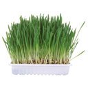 Nagergras, Schale 100g