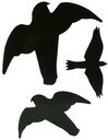 Greifvogel Aufkleber 3 Stück, unterschiedliche Größen